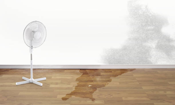 Best Water damage cleanup near me  in Hickory Hls, IL